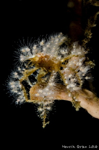 Small Decorating Crab by Henrik Gram Rasmussen 